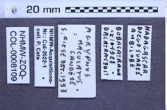 Etiketten zu Agrypnus maculatus (Schwarz, 1905) (NHMW-ZOO-COL-0008109)